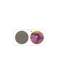 Djeco Cartes à gratter le bal des coquettes - Discount