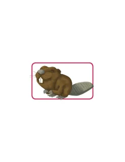 Asmodee Jeu Concept kids animaux Best