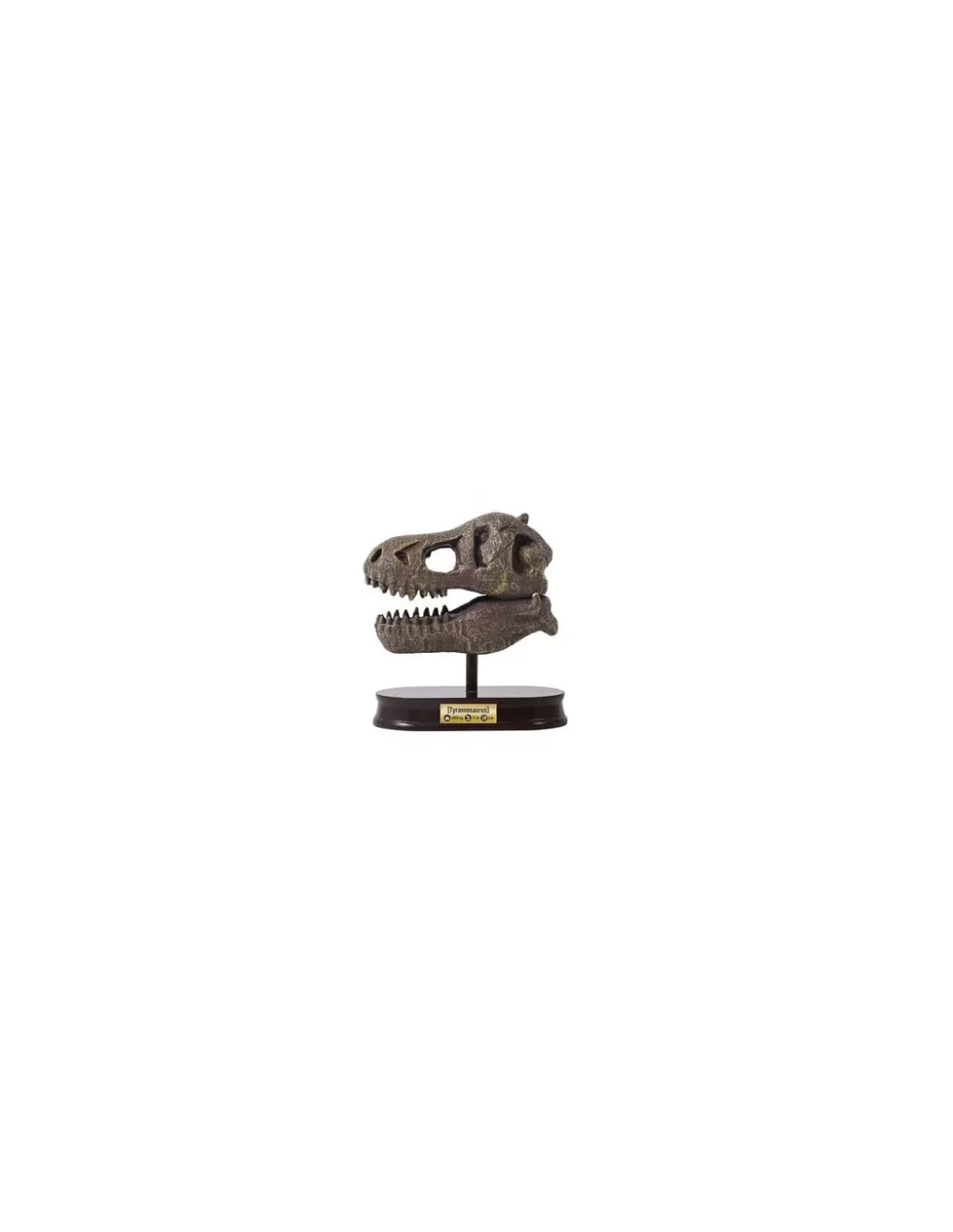 Buki France Kit de fouille T-Rex Museum Skull - Buki Clearance