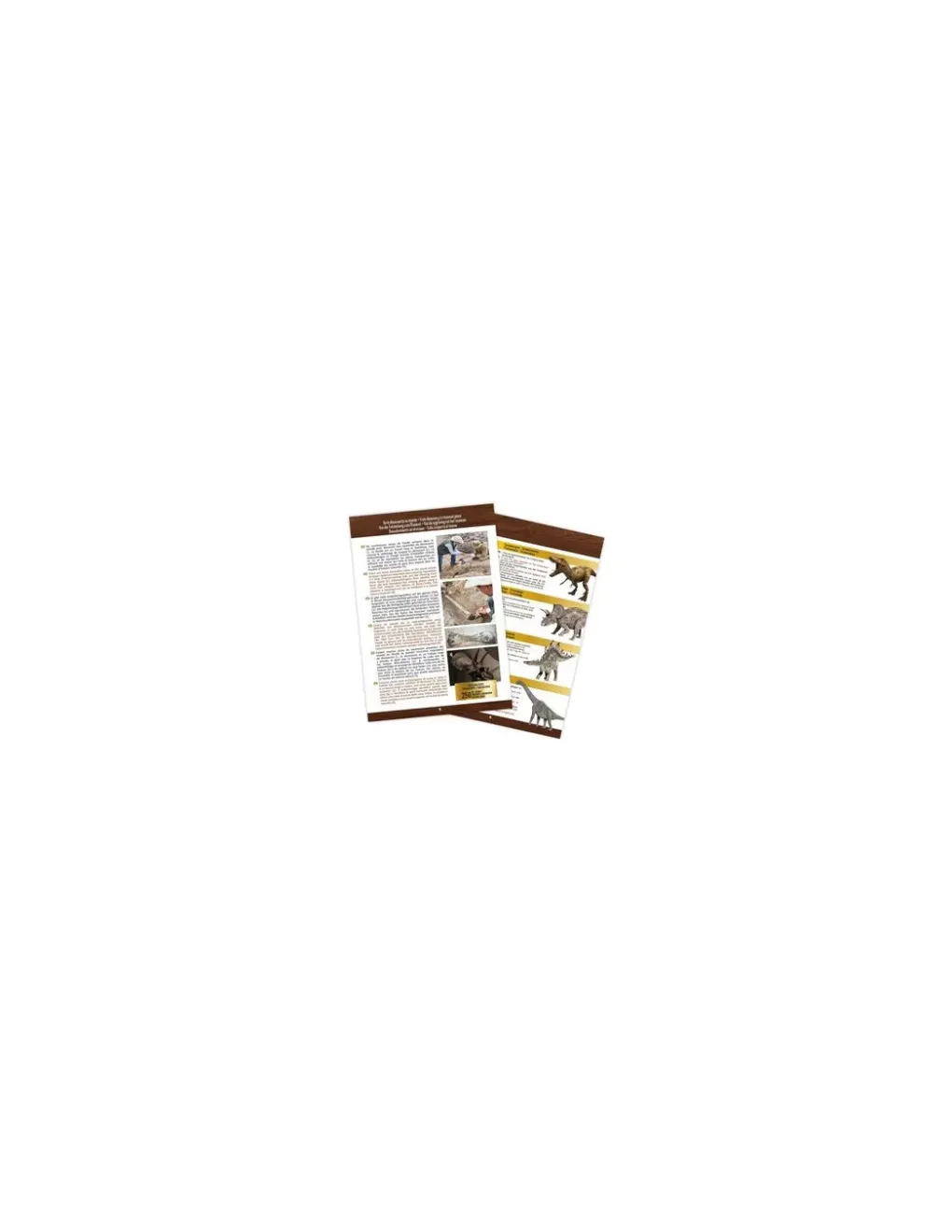 Buki France Kit de fouille T-Rex Museum Skull - Buki Clearance