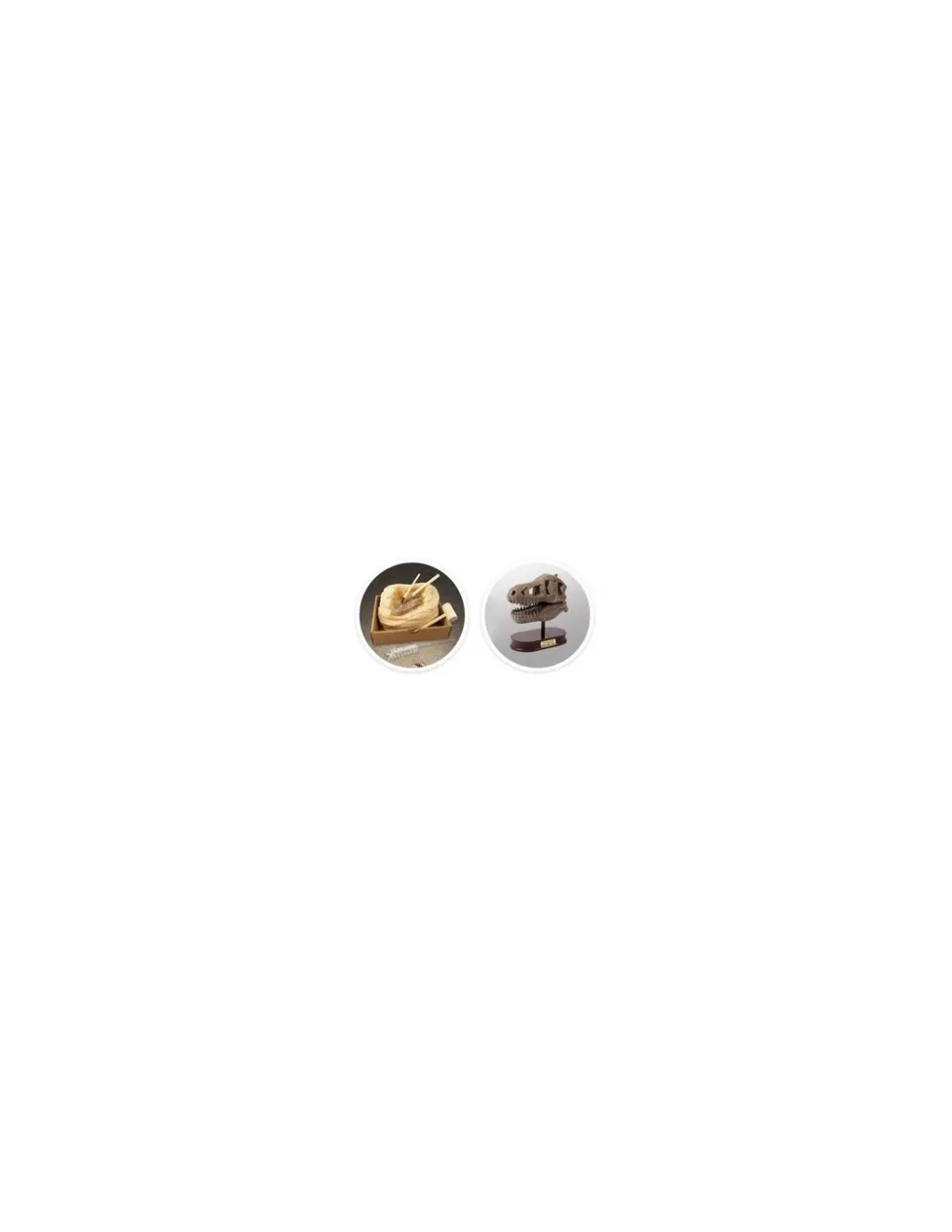 Buki France Kit de fouille T-Rex Museum Skull - Buki Clearance