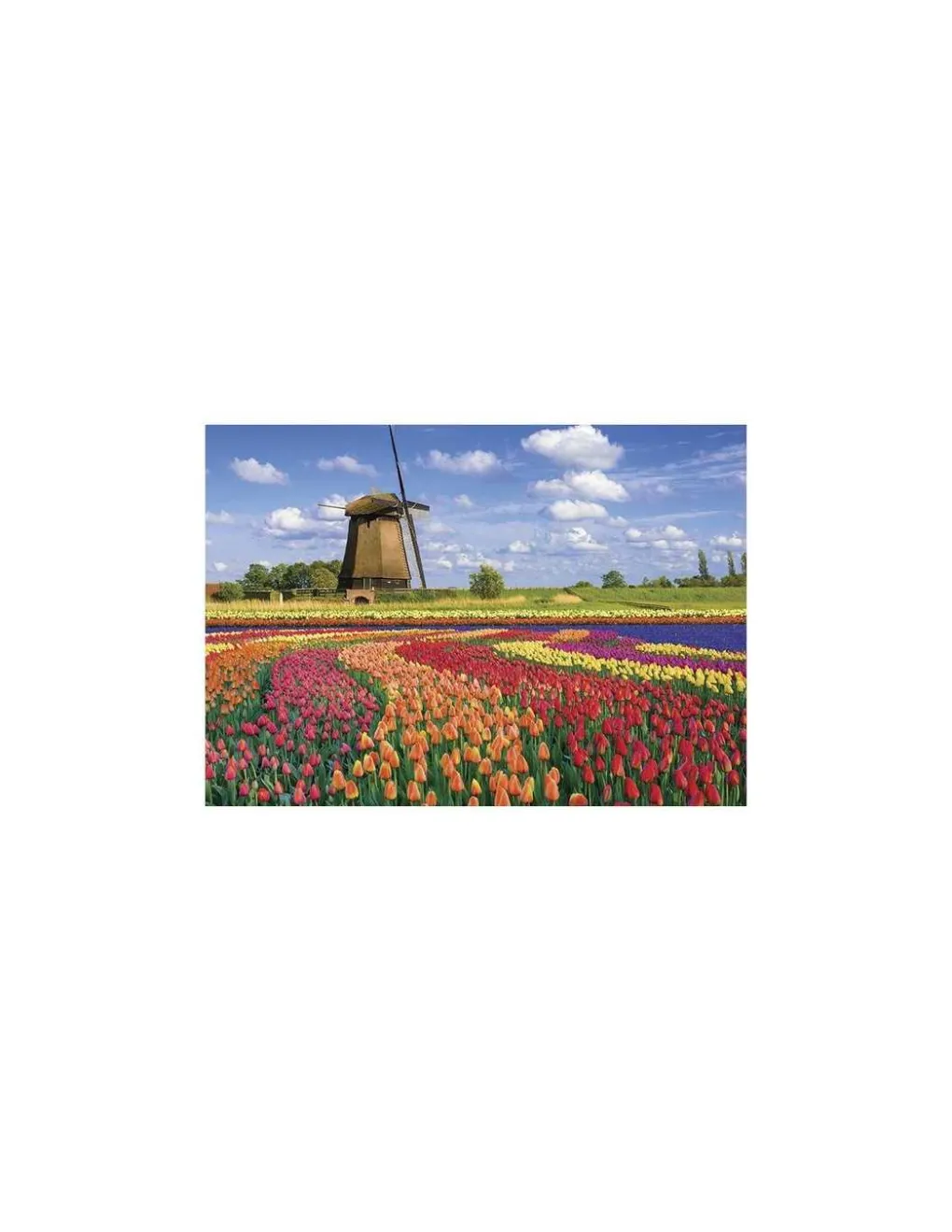 Sentosphere Puzzle Champs de tulipes en Hollande 1000 pièces - Sentosphère